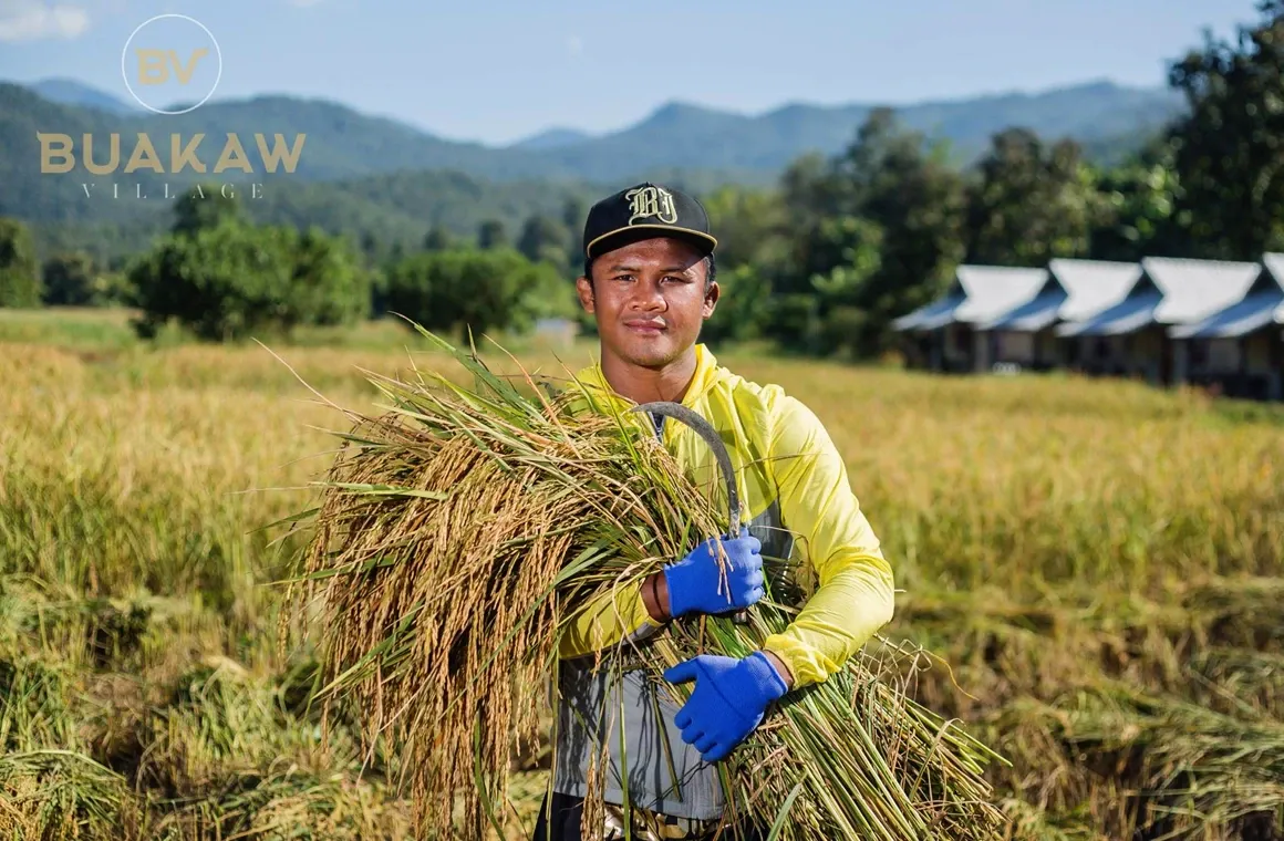 Buakaw Banchamek embraces Thai culture beyond the ring — harvesting rice in his hometown village, where Muay Thai training meets the peaceful rhythm of rural life in Thailand.
