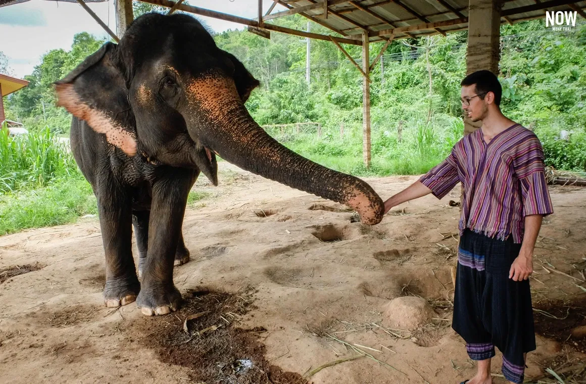 Visiting an elephant camp in Chiang Mai offers many experiences. In this scene, a male traveler interacts closely with elephants by feeding, bathing, playing in the mud, and learning about their care in a conservation-focused setting.