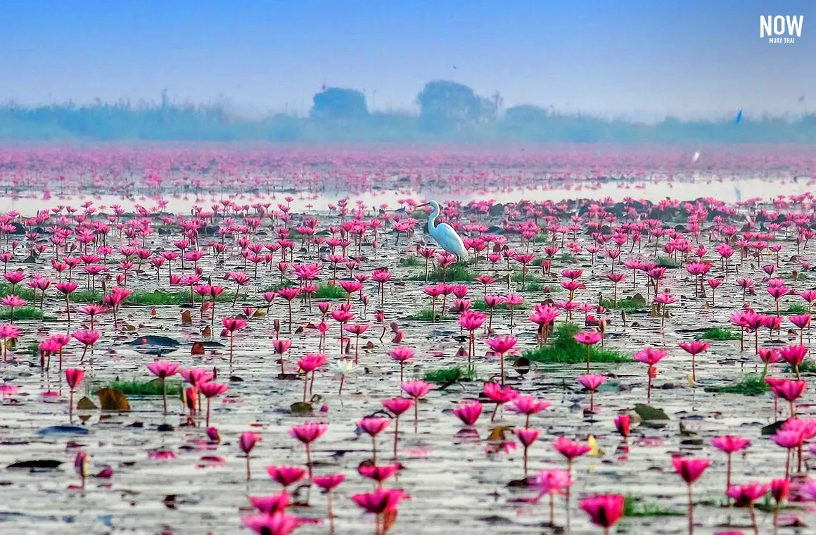 Nong Han Lake, a large natural water source in Udon Thani, is famous for the beautiful pink lotus flowers that bloom from December to February.