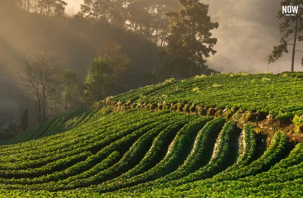Doi Ang Khang Chiang Mai tea.webp