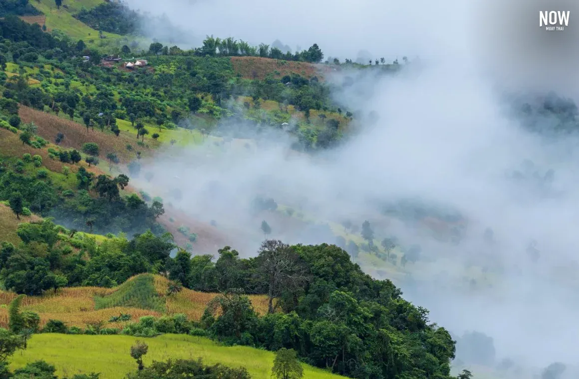 Fog.webp