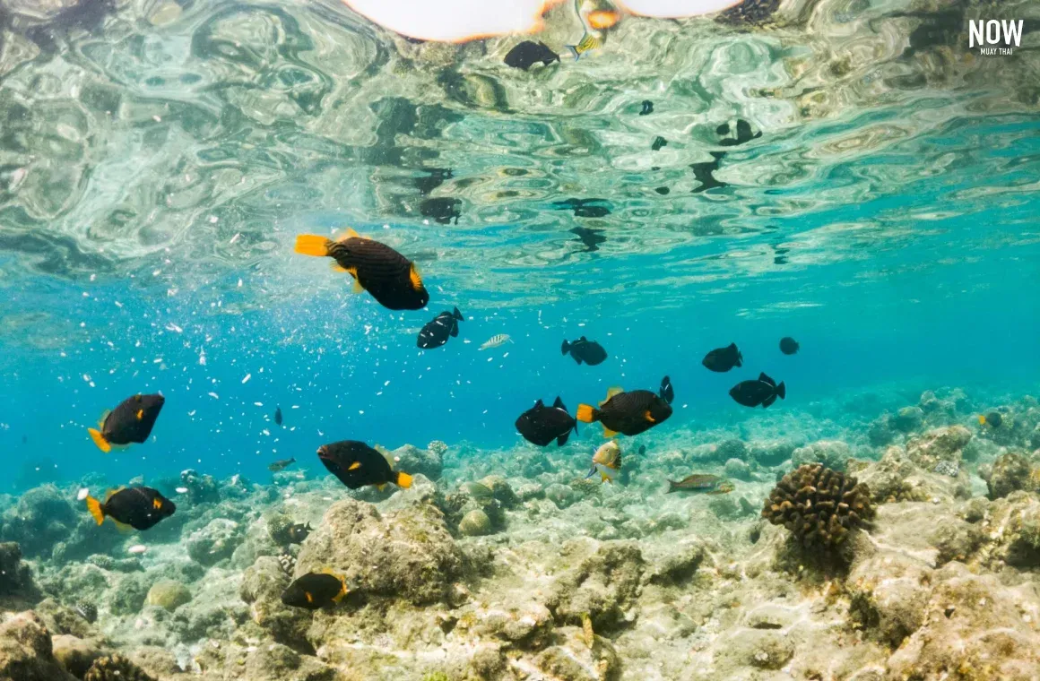 Snorkelling in clear water at Koh Larn (Coral Island) near Pattaya