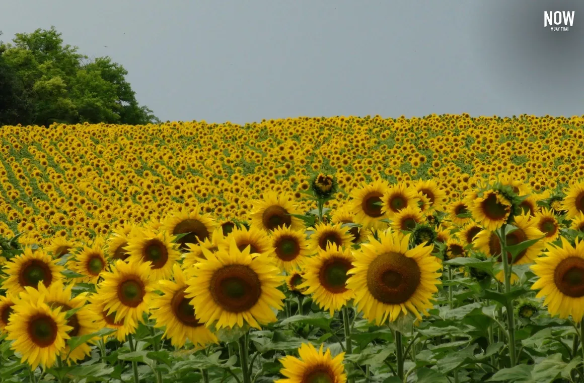 A stunning photo of the Mae U-Khor Wild Sunflower Field in Mae Hong Son, Thailand, showing a vast hillside covered in bright yellow sunflowers.