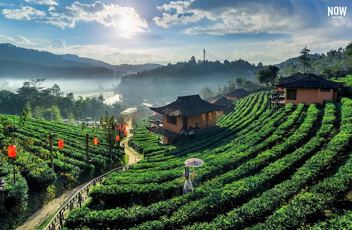 Tea plantations at Singha Park, Chiang Rai, Thailand, lush green fields, rolling hills, agricultural landscape, serene nature, tea production, tourist attraction.