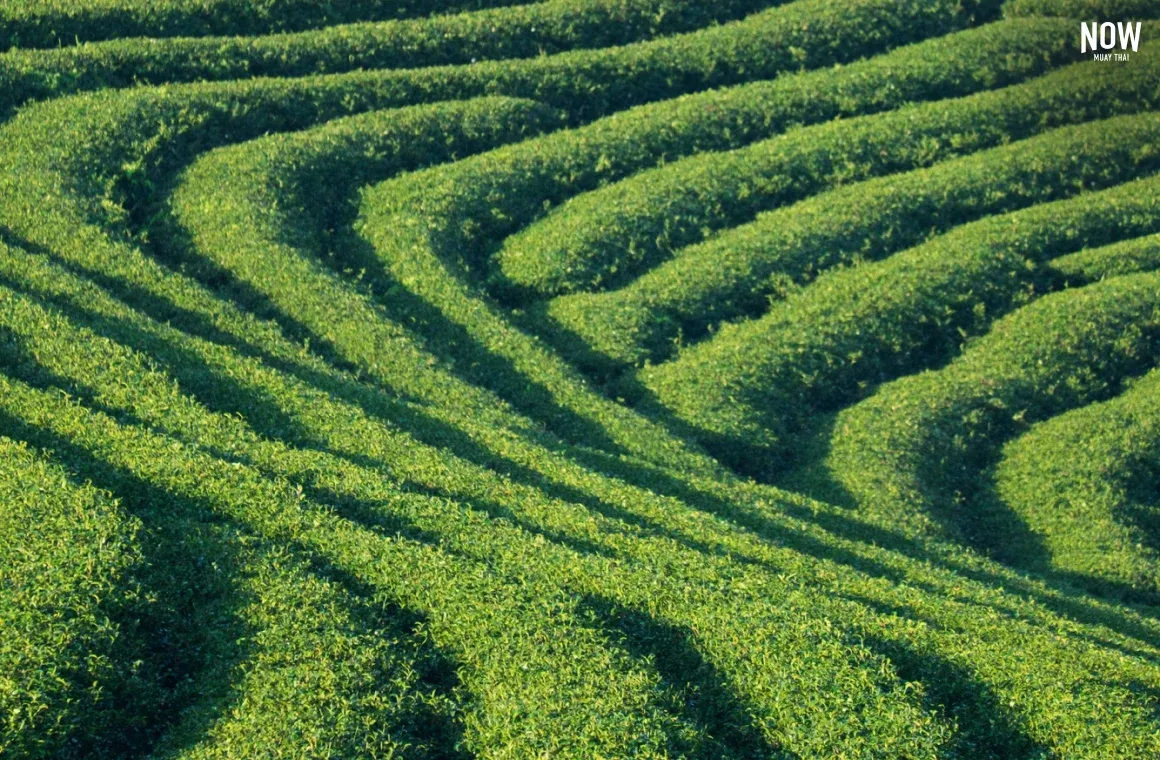 Rolling tea fields at Choui Fong Tea Plantation in Chiang Rai