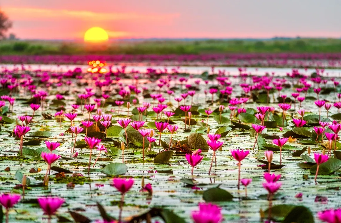 Udon Thani.webp