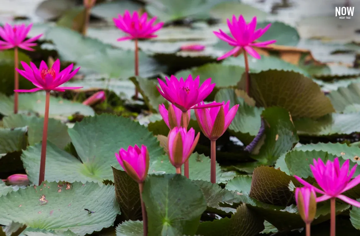 A seasonal lake famous for its expanses of pink lotus flowers.
          Early-morning boat trips are a popular way to experience the scenery
          when conditions are suitable.