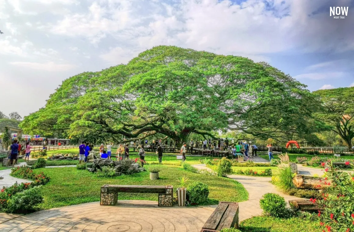 picture of a big tree at Benchakitti Park in Bangkok, people standing around the tree on the alley, there are people taking pictures, people sitting on a benches and grass and kids playing on the field under the tree’s shadow