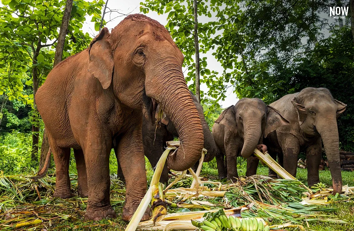 blog-chiangmai-attractions-elephant-sanctuary.webp