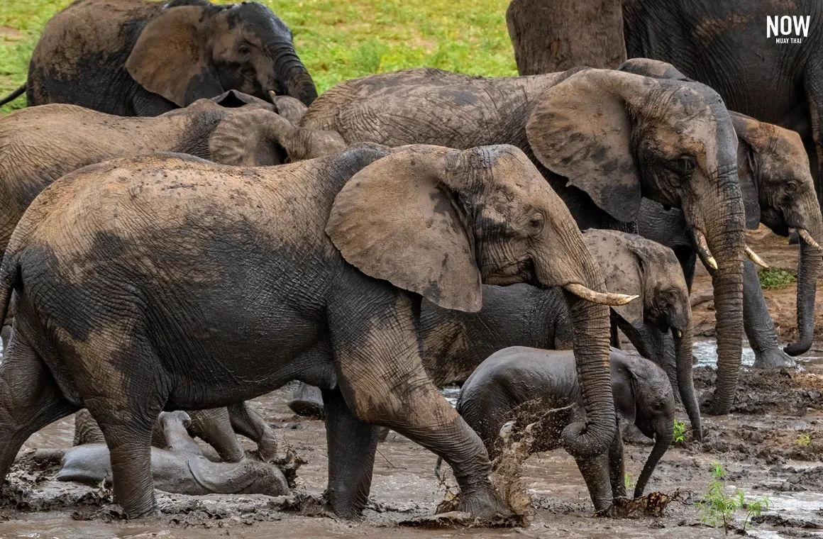 blog-phangnga-attraction-khao-lak-elephant-sanctuary.webp