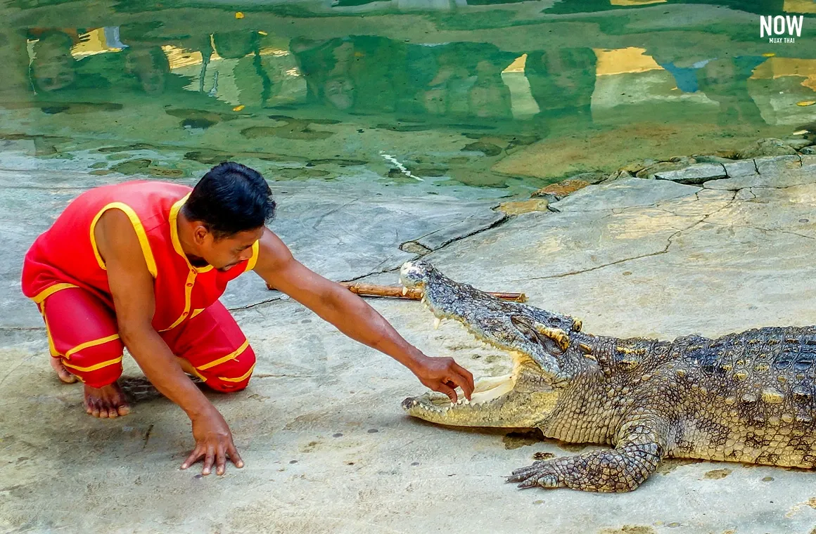 Home to thousands of crocodiles, this is an educational experience for families, complete with live shows and other exotic animals.