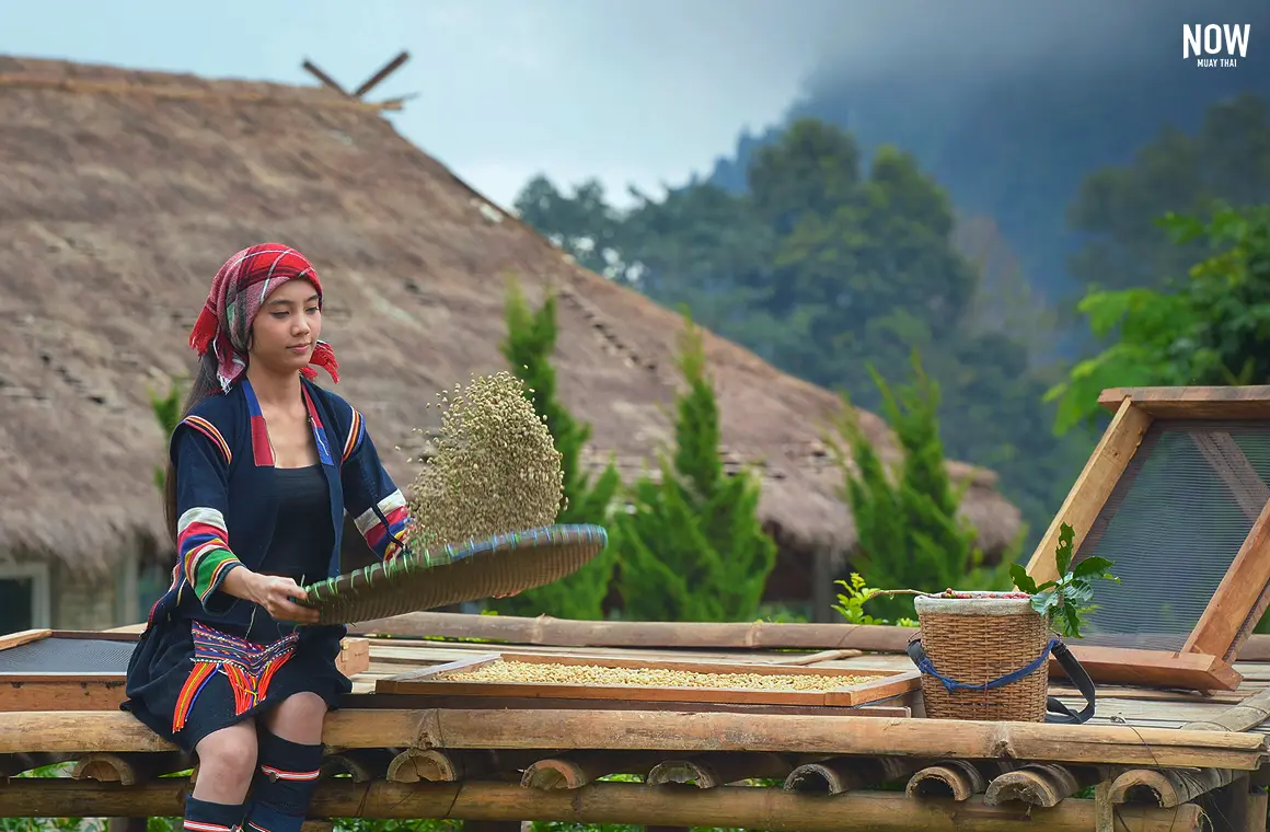 Akha woman picking red coffee beans on bouquet on tree arabica coffee berries on its branch,Thailand.