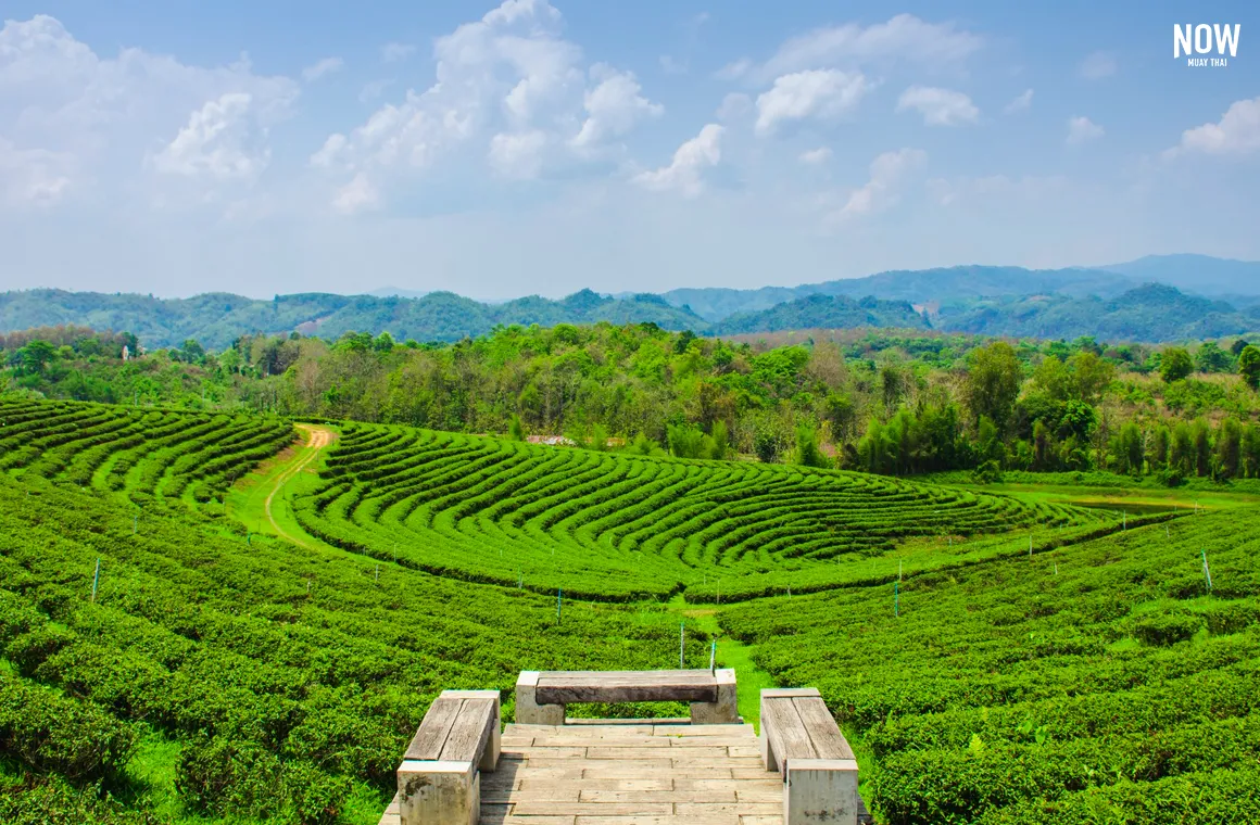 Beautiful scenery of choui fong tea plantation, chiang rai thailand