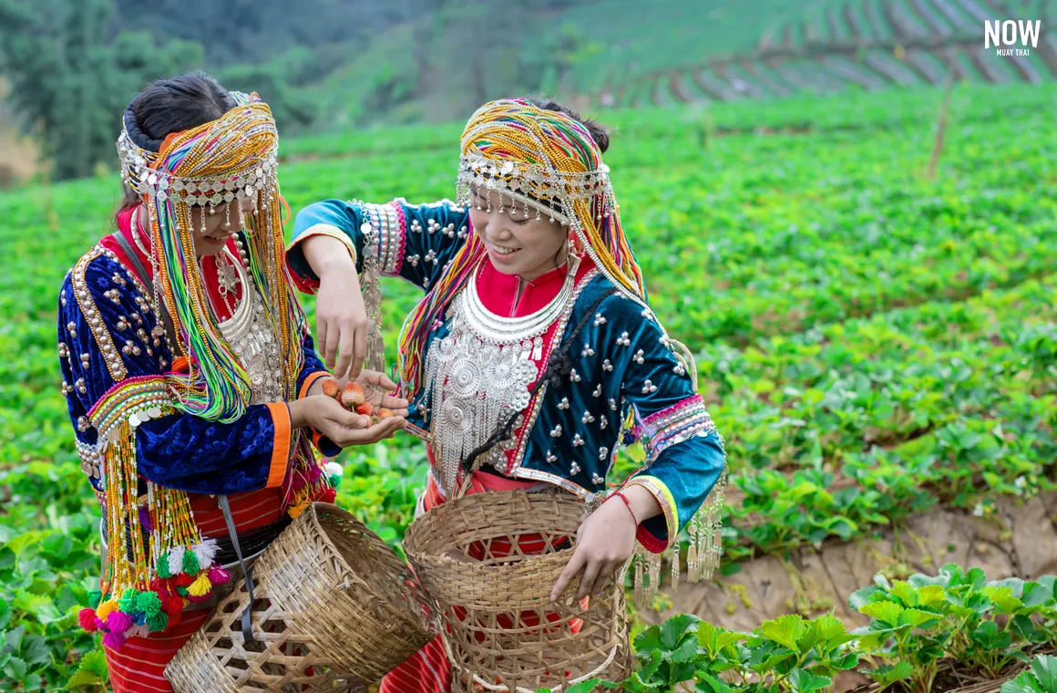 Photo of Tribal girls are collecting strawberries