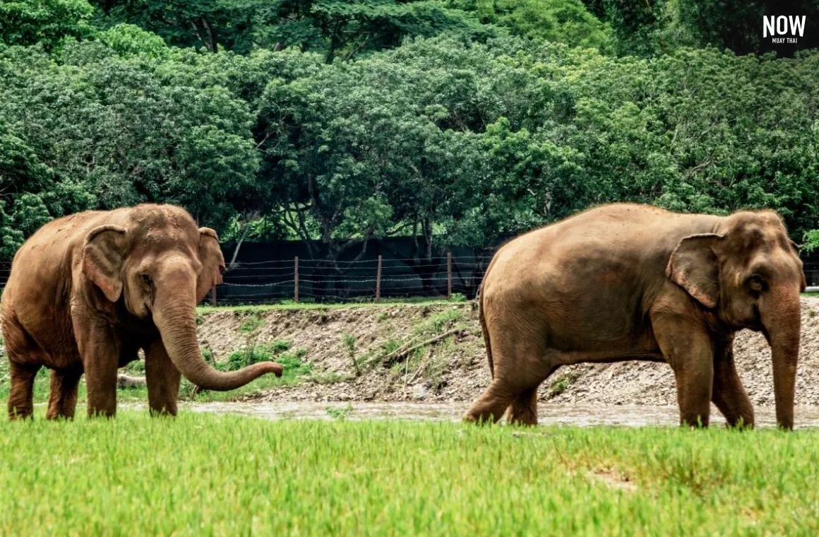 Two elephants walking peacefully in the Chiang Mai sanctuary. 