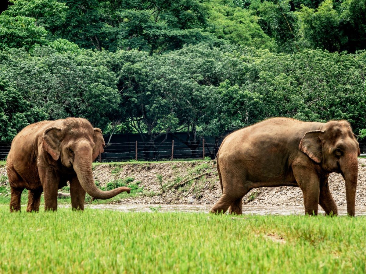  Two elephants walking peacefully in the Chiang Mai sanctuary. 